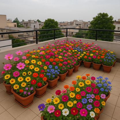 𝗣𝗿𝗲𝗺𝗶𝘂𝗺 𝗺𝗶𝘅𝗲𝗱 𝘃𝗮𝗿𝗶𝗲𝘁𝗶𝗲𝘀 𝗼𝗳 𝘀𝗲𝗲𝗱𝘀