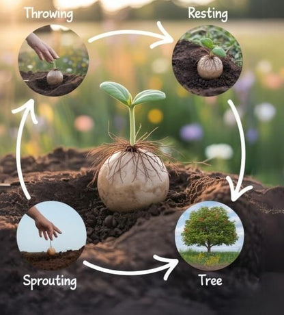 Organic Seedballs Pack of 6 ( Tulsi , Sungold , Sunflower & Morning Star )